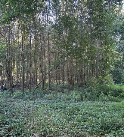 thick saplings and brush before forestry mulching